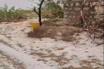 खींवसर क्षेत्र में बरसे ओले, रबी फसलें तबाह