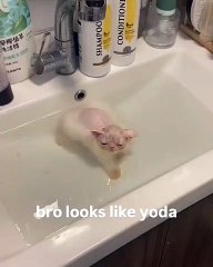 🐾 Welcome to the ultimate playground for cat lovers! In this adorable comp