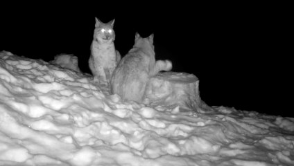 Unseen footage of lynx pair in Cairngorms from RZSS