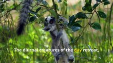 Fun Lemur Facts, Secrets of These Adorable Nighttime Experts!