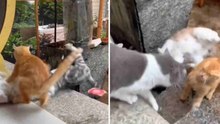 Indrukwekkende video legt massale kattengevecht vast
