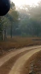 जंगल के राजा बाघ ने भालू के डर से लगाई दौड़