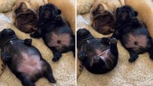 De schattige video van twee dromende Franse bulldogpups smelt de harten van internetgebruikers!