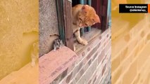 Video van kat en muis begint met ruzie, maar heeft een verrassend einde