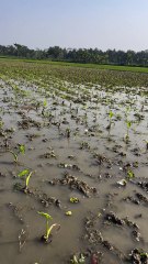 ধানের পরিবর্তে লতিরাজ কচুর চাষ করলাম