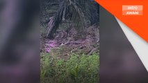 Sembilan pekerja ladang terhidu racun serangga di Kinabatangan
