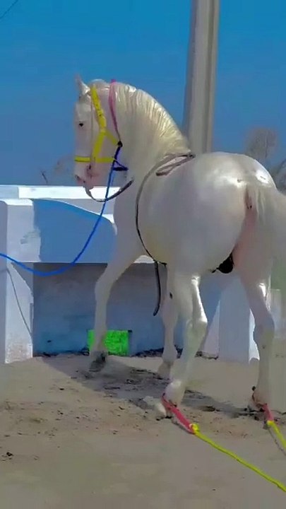 The most beautiful female horse in the world(1)