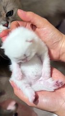 Funny animals , cute kitty