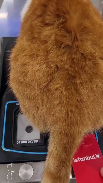 Cats are the bosses of Istanbul