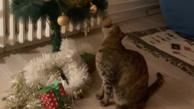 Festive fun: Cat finds pure joy in playing around the Christmas tree
