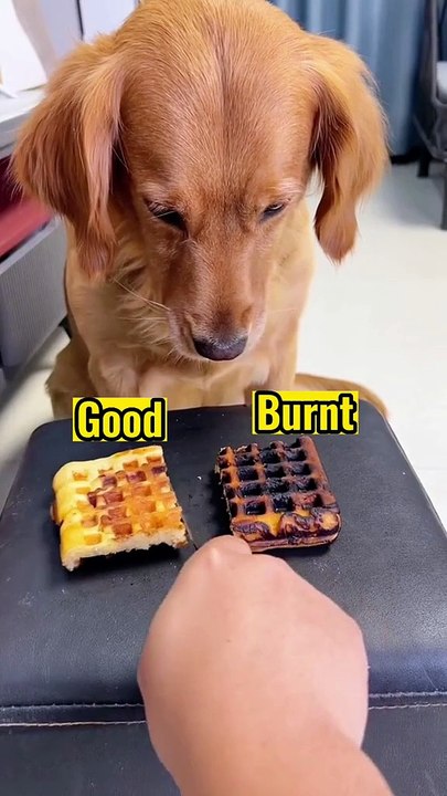 MOMEN FUNNY ANIMALS