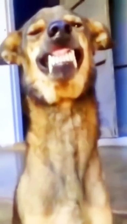 MOMEN FUNNY ANIMALS