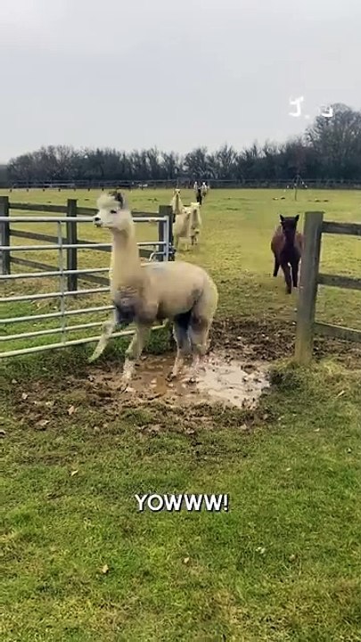 MOMEN FUNNY ANIMALS