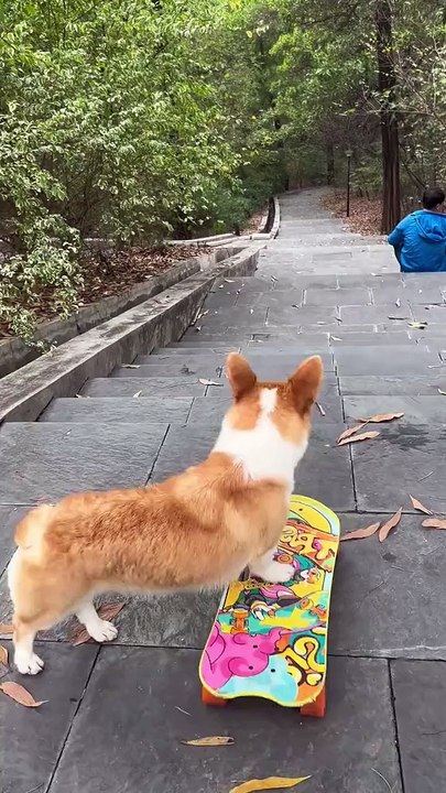 MOMEN FUNNY ANIMALS