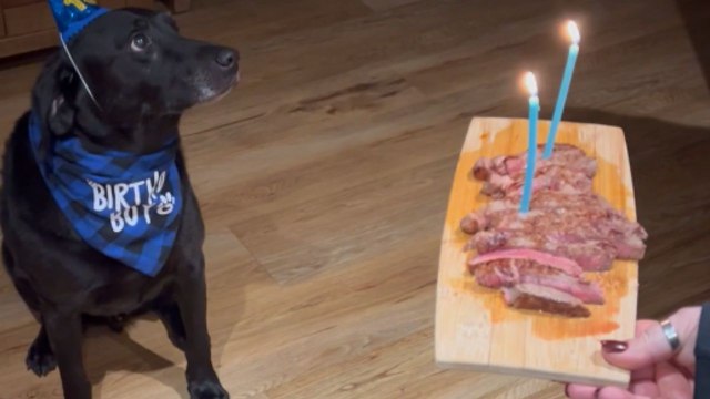 Pup turns 10 and gets a steak cake for his birthday