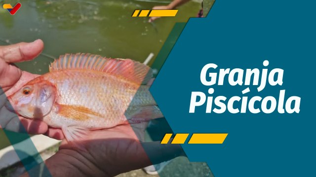 A Todo Motor por Venezuela | Granja Piscícola Pizper: Un emprendimiento familiar de la mejor calidad