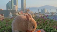 lapin mignon