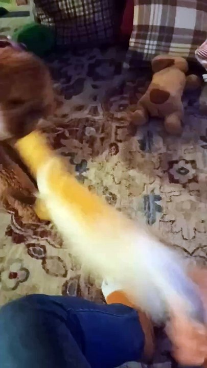 Foxy Puppy