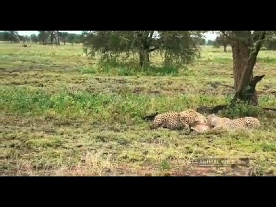 BUFFALO VS CROCODILE-1