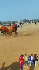 ,,,,,,,,,,Bulks fight,,,,,,,,