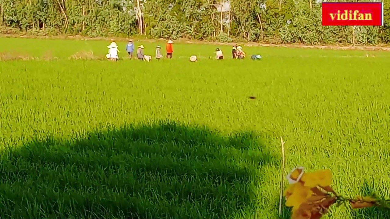 uprooting different rice varieties