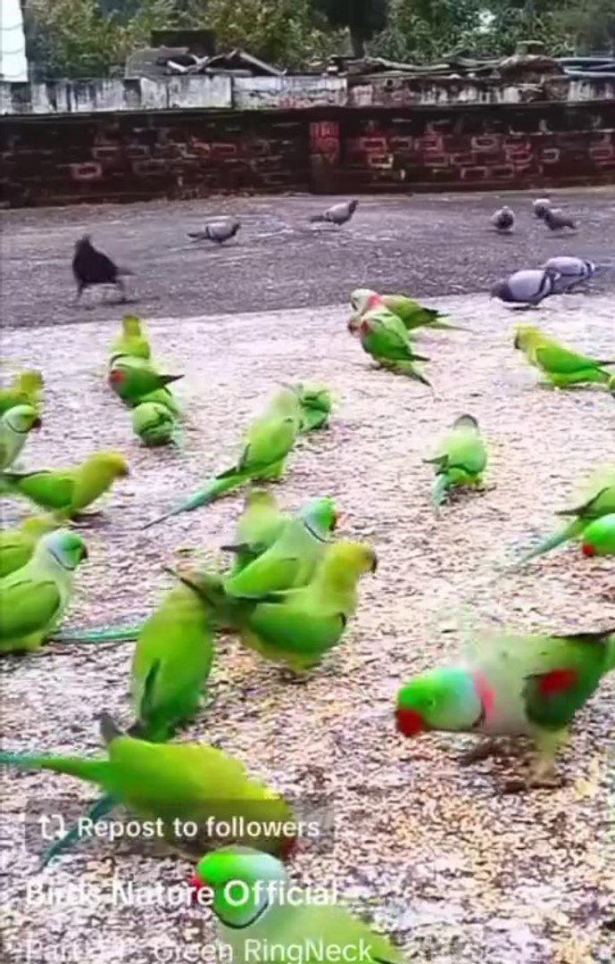 Entertainment#Videos funny