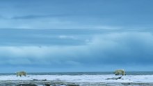 Polar Bear Survival_ The Battle Against a Changing Arctic