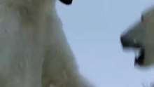 Polar Bear Survival: The Battle Against a Changing Arctic Partie 9