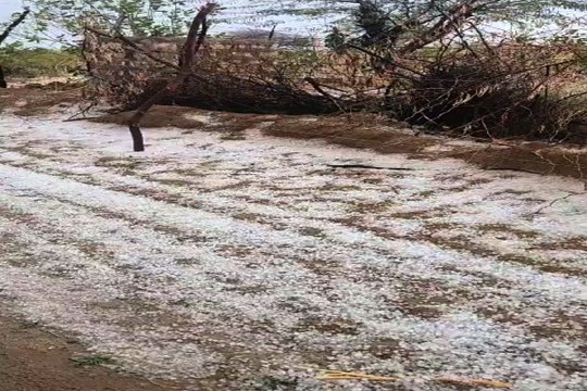 खेतों में ओलो की चादर, फसलें हुई जमींदोज