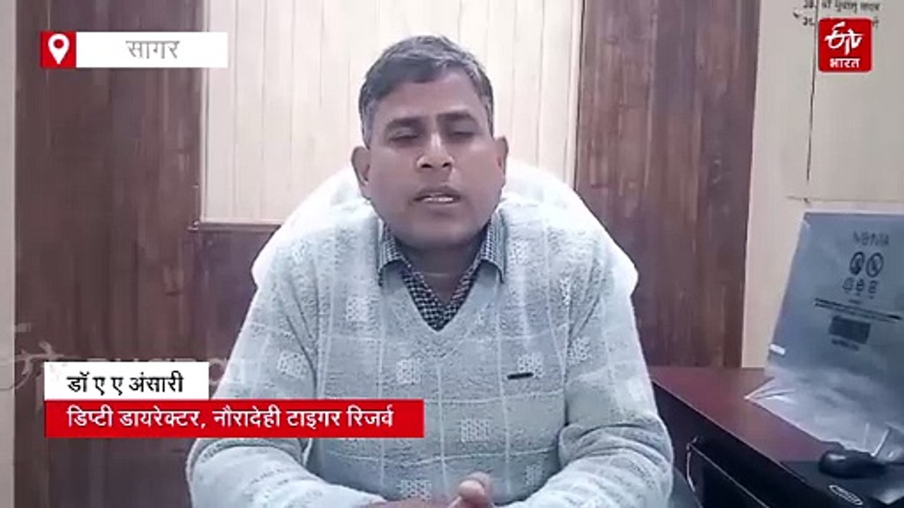 पक्षियों से गुलजार हुआ मध्य प्रदेश का सबसे बड़ा टाइगर रिजर्व, यूरोप और एशिया के गिद्धों का करें दीदार