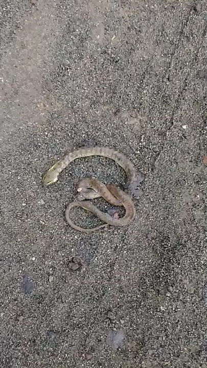 Serpiente