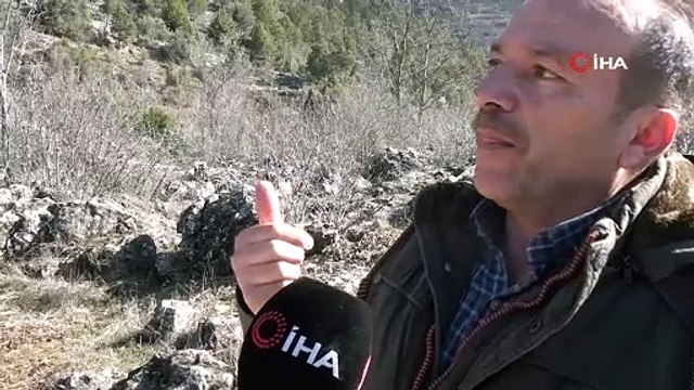 Antalya’nın ürkek misafirleri yaban keçileri mahalleye indi