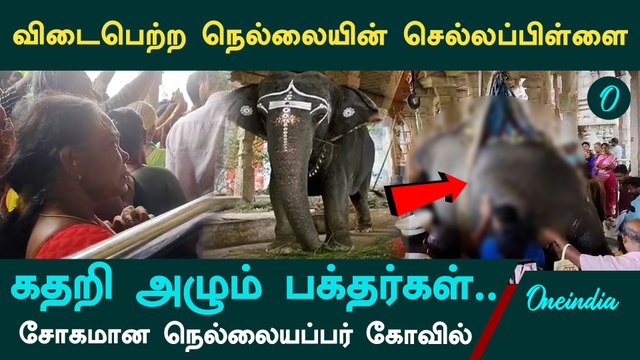 Nellai Gandhimathi Elephant Death| நெல்லையப்பர் கோவில் யானை உயிரிழப்பு | Oneindia Tamil