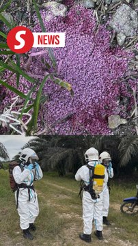 Carbosulfan pesticide identified in Kinabatangan poisoning incident