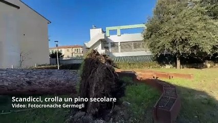 Scandicci, crolla un pino secolare