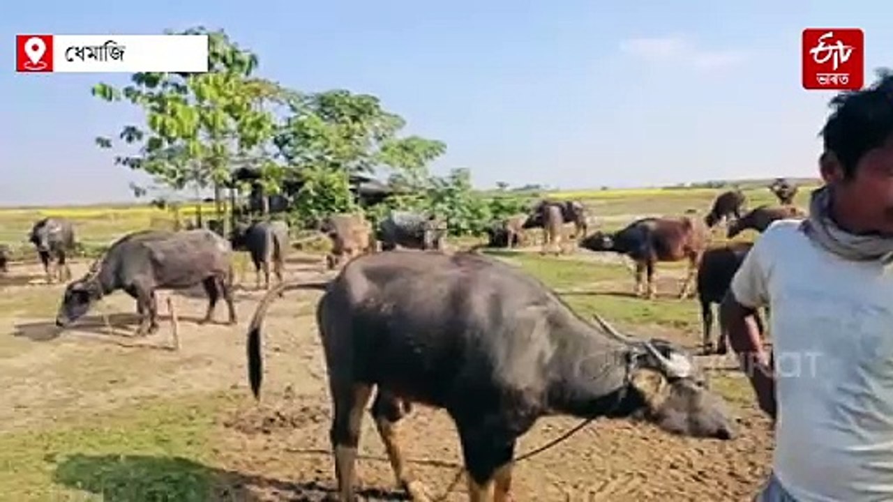 ধেমাজিৰ লেচিয়া নদীৰ পাৰৰ ম’হ খুটিৰ  বিশুদ্ধ গাখীৰ আৰু  এঠা দৈ বাবে   ম’হ পালক   আৰু গুৱালৰ  ঘৰত ব্যস্ততা