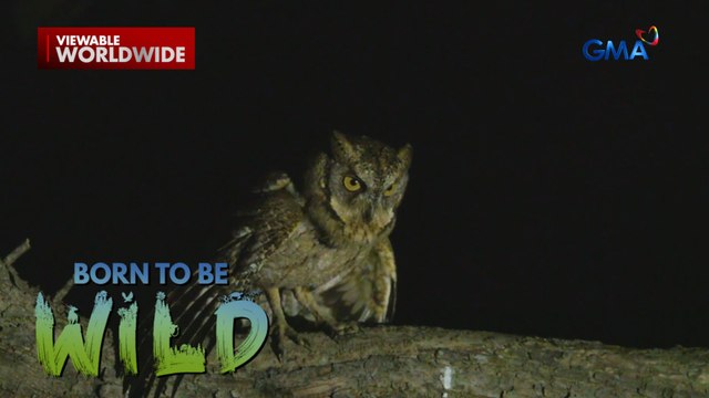 Isang uri ng ibon sa Palawan, kinatatakutan ng mga residente?! | Born to be Wild