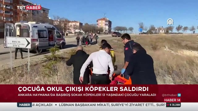 TRT Haber 14 - Ankara Haymana da Yine Başıboş Köpekler Çocuğa Saldırdı