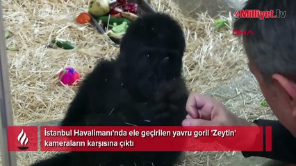 Yavru goril 'Zeytin' kamera karşısında