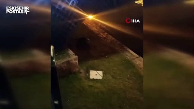 Porsuk Çayı'nda gizemli misafir: İri su samuru görenleri şaşırttı