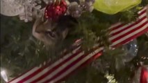 Cat stuck in the Christmas tree leaves hooman wondering if she’s happy or stuck