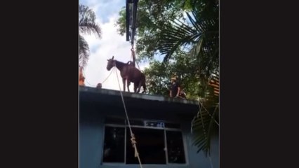 Cavalo é resgatado de laje após inundação em Peruíbe (SP); veja vídeo