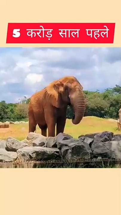 Elephant