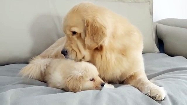 What Does A Golden Retriever Do When It Finds A Sleeping Puppy