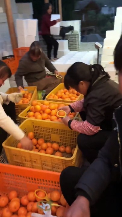 Recently, I have been busy with the villagers in the yard until early morning every day. These busy days are really wonderful. After these few days of work, I will upload a new video of the yard renovation.