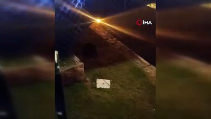 Porsuk Çayı'nın küçük misafiri görenleri tedirgin etti