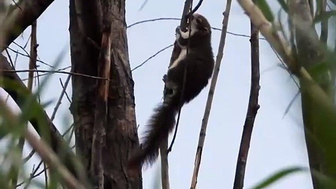 Non solo granchio blu: in Cilento lo scoiattolo "alieno" preoccupa naturalisti e agricoltori