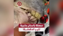 سمكة بأسنان بشرية تثير الدهشة!