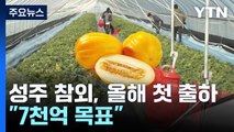 달콤한 성주 참외, 올해 첫 출하...