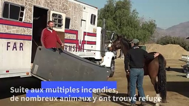Chevaux, chiens, lapins: les incendies de Los Angeles traumatisent aussi les animaux
